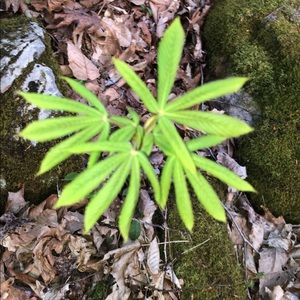 Meet your Posher, Roman